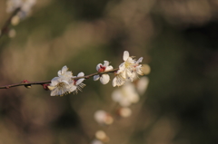 梅６