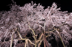 闇夜に浮かぶしだれ桜