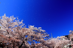 桜吹雪