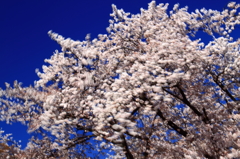 SAKURA DANCE♪