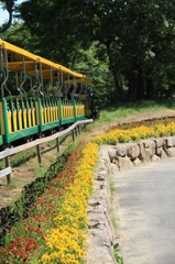 Flower Train