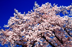 桜乱舞