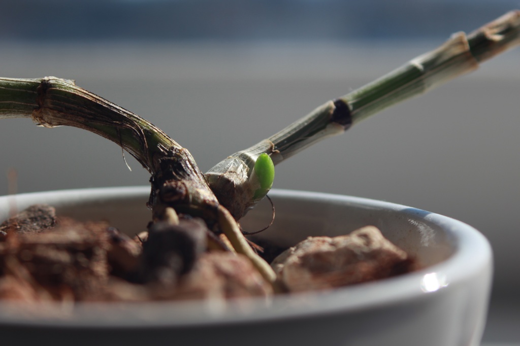 蘭の新芽