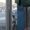 [タイ] 電話かけたい猫