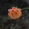 IMG_8490