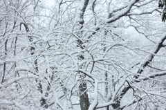 雪の白と木の黒