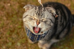 ふくのくしゃみ