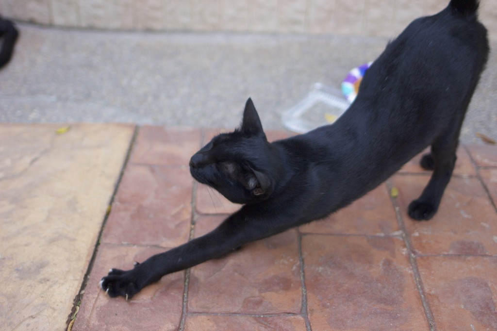 [タイ] 黒猫