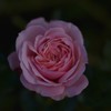 IMG_8477