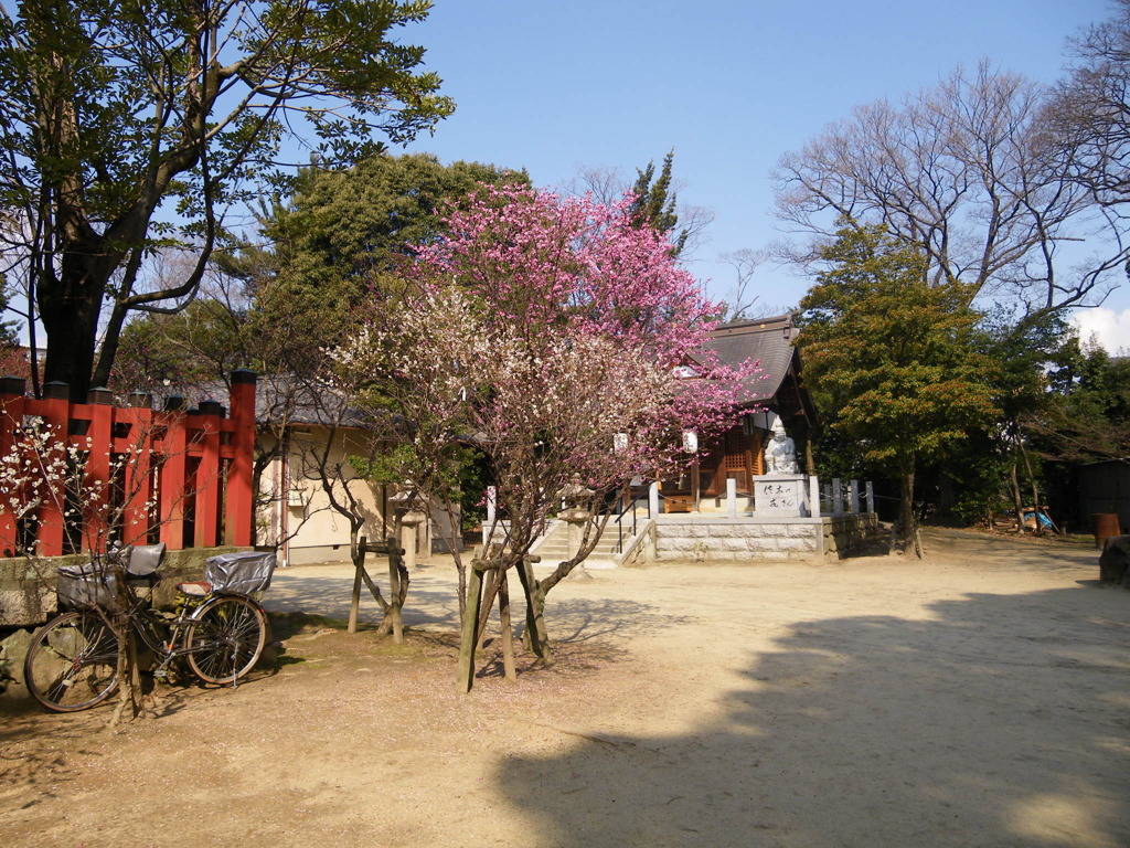 天満宮の梅２