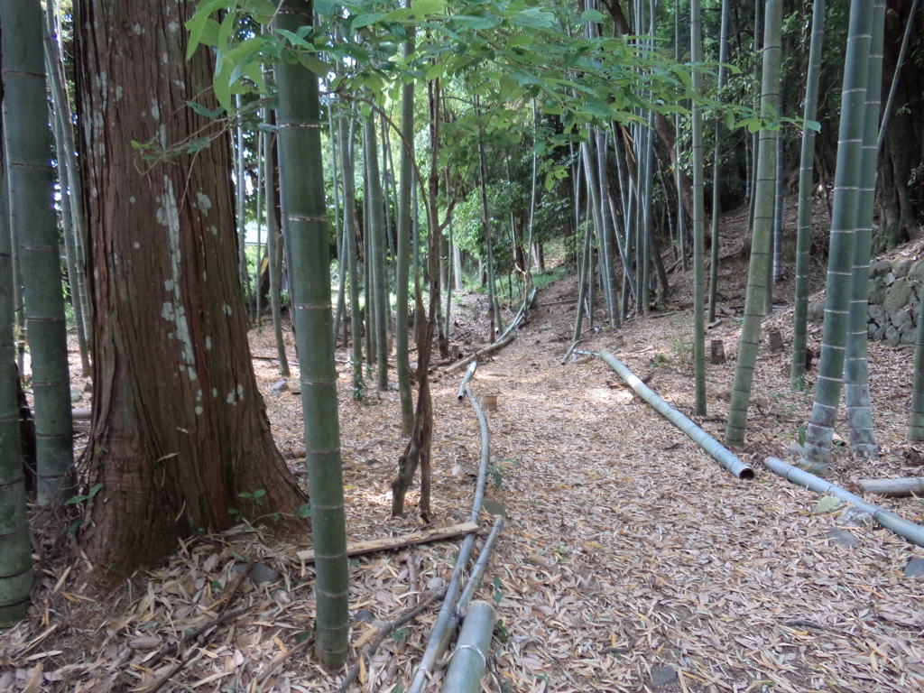 登山道２