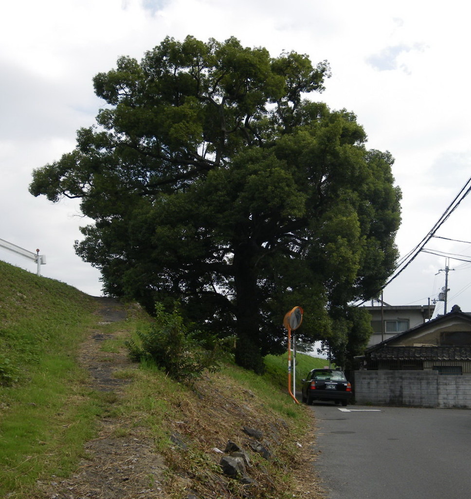 楠２