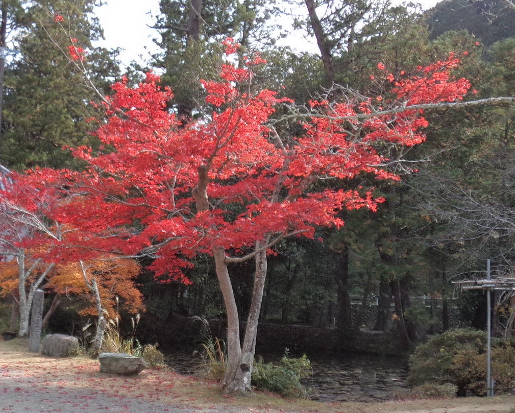 神宮寺紅葉１
