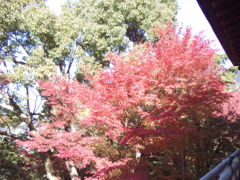 四條畷神社の紅葉