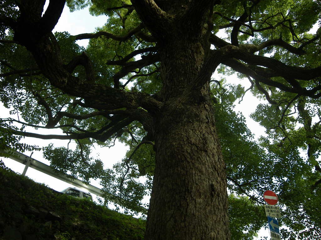 楠４