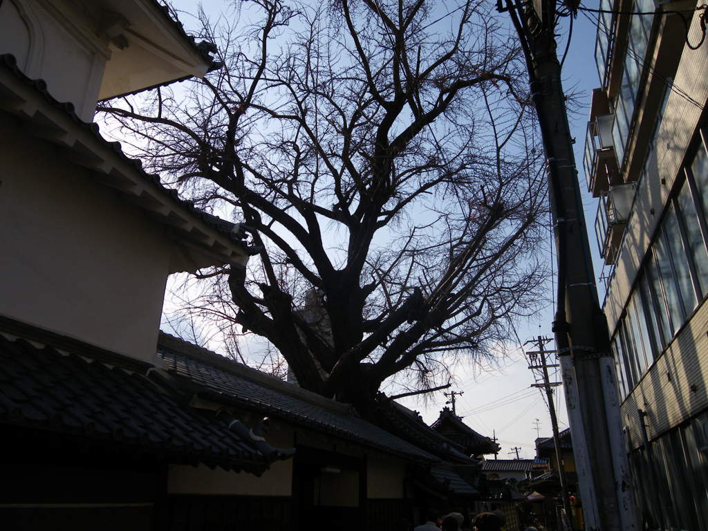 難宗寺の銀杏