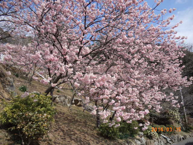 千光寺公園の桜