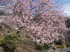 千光寺公園の桜