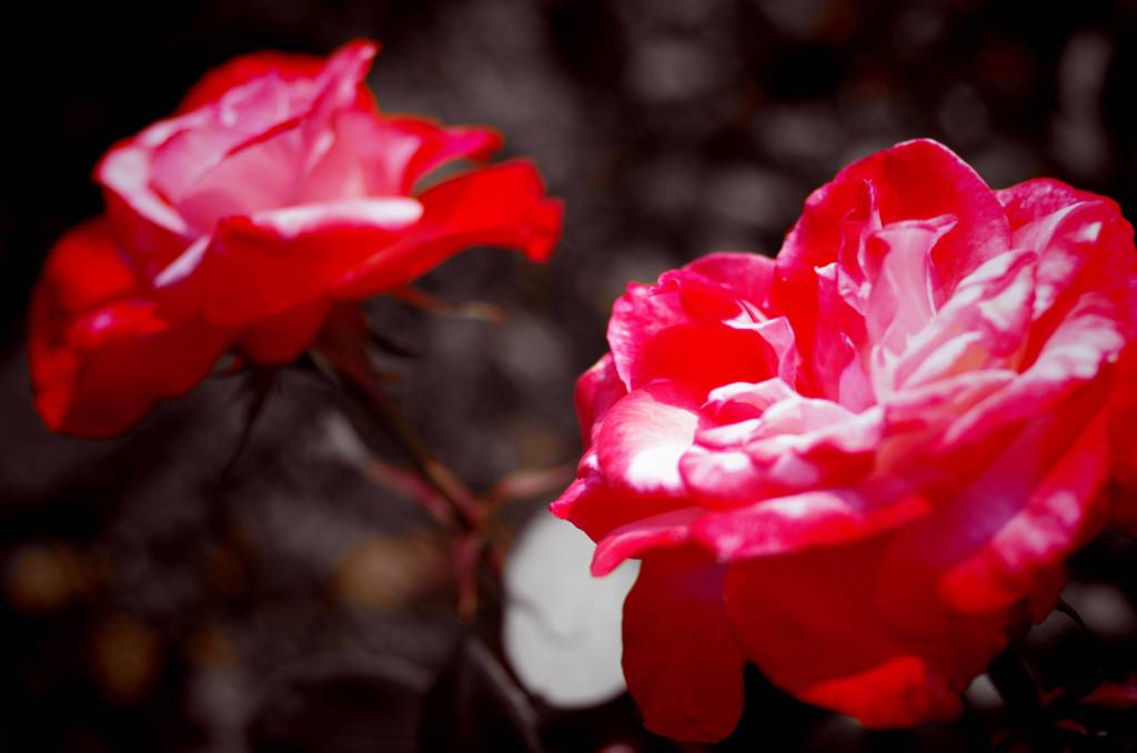 バラの花