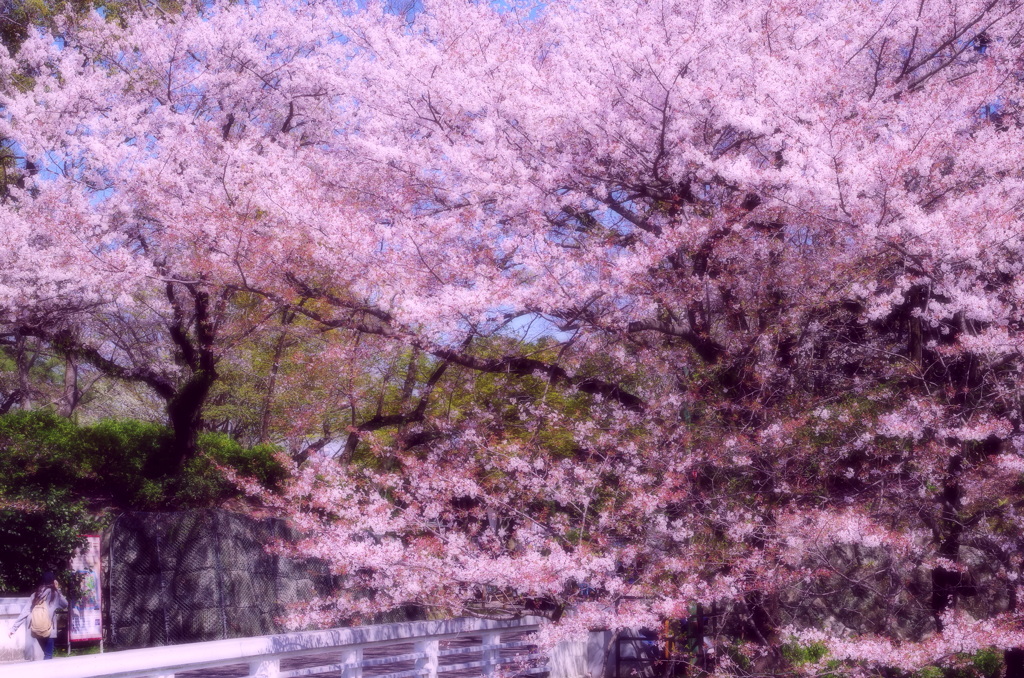 桜