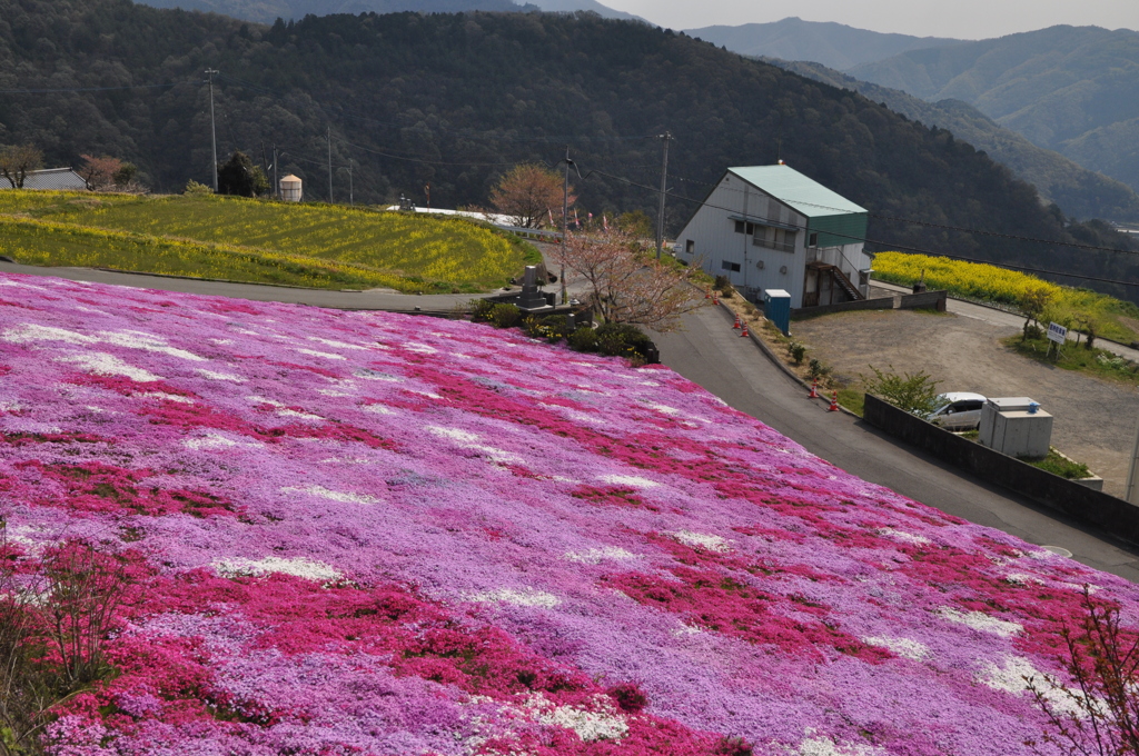 芝桜　３