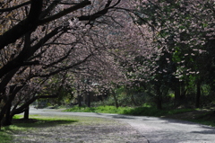 春爛漫　２