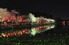 夜桜　４