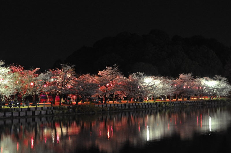夜桜　１