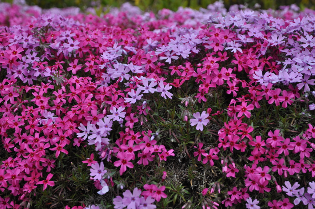 芝桜　４