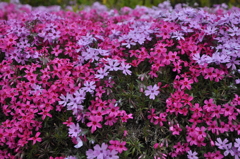 芝桜　４