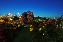 夜の薔薇　３
