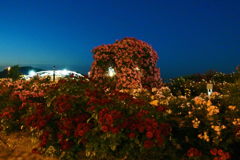 夜の薔薇