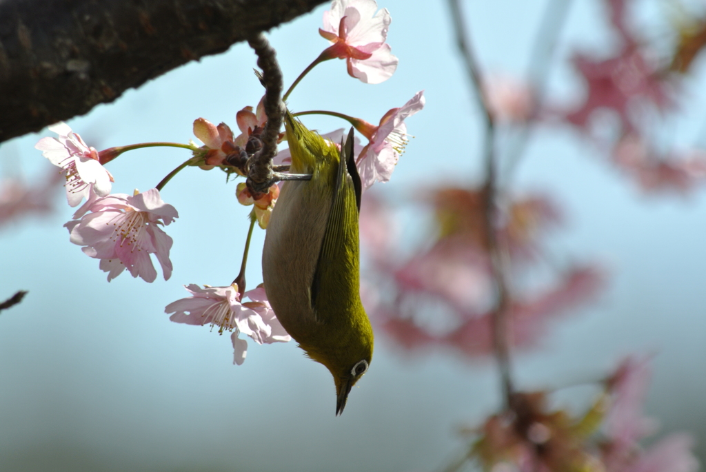 河津さくらと　メジロ