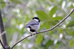 栗林公園の野鳥