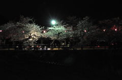 夜桜　２
