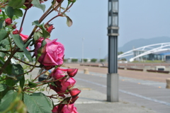 高松港の薔薇　３