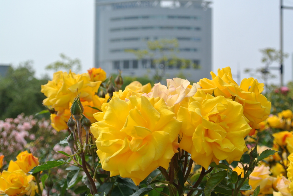 高松港の薔薇　２