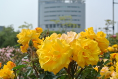 高松港の薔薇　２