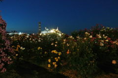 夜の薔薇　２
