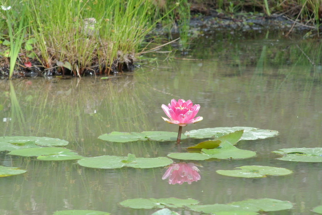 池の睡蓮