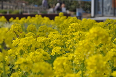 春　菜の花