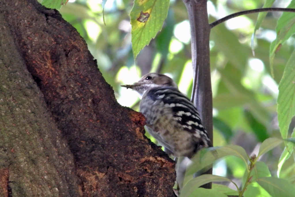 栗林公園の野鳥