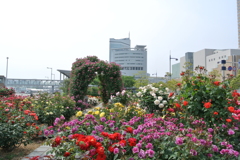 高松港の薔薇　１