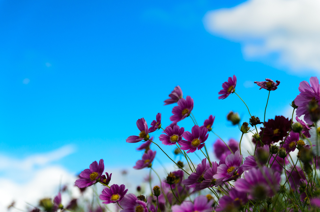 秋桜_2