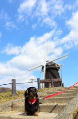 風車と犬