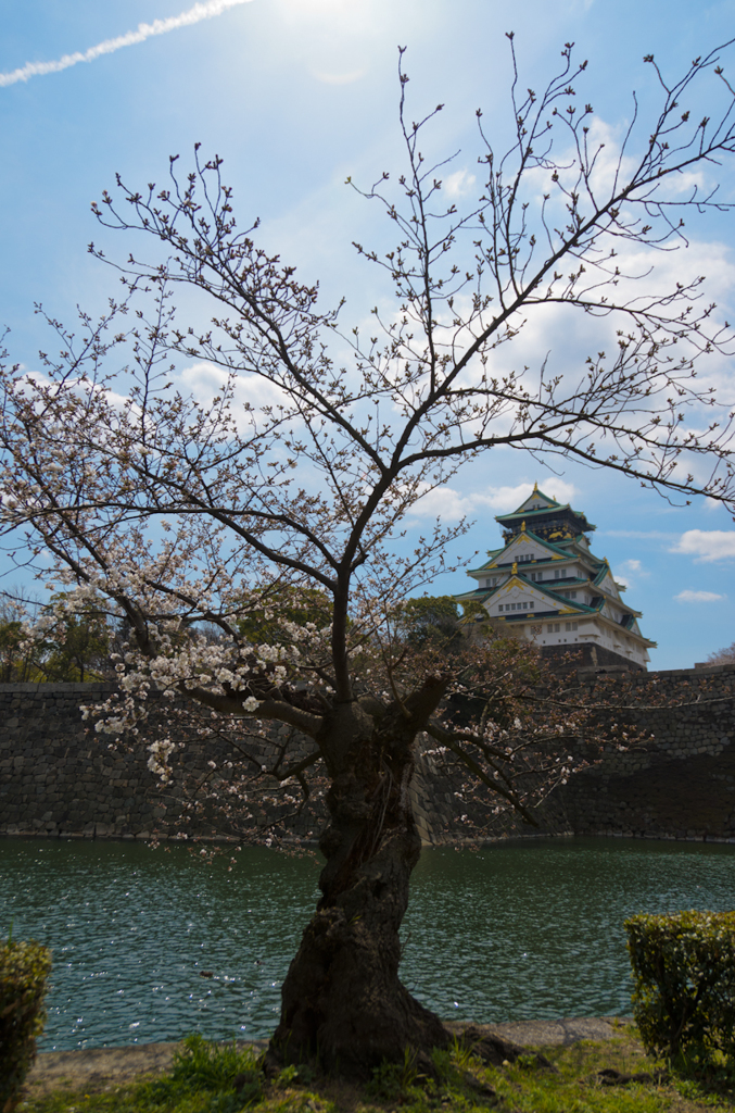 大阪城と桜_4