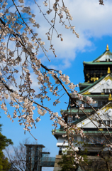 大阪城と桜_1