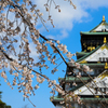 大阪城と桜_1