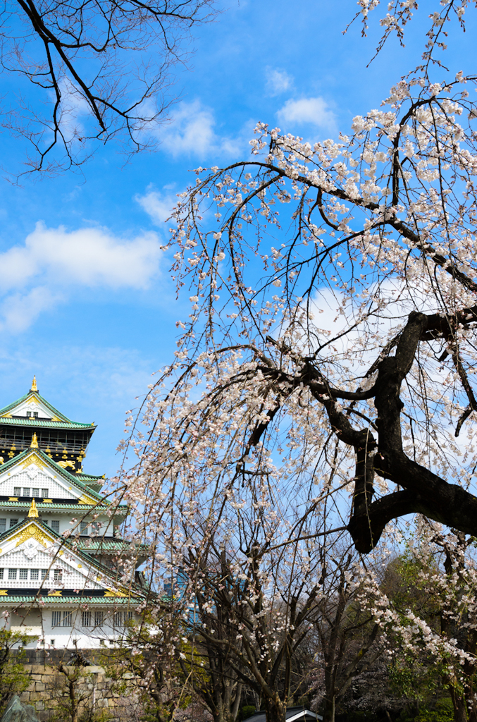 大阪城と桜_6
