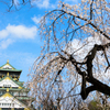 大阪城と桜_6
